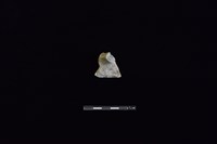 陶蓋鈕藏品圖，第1張